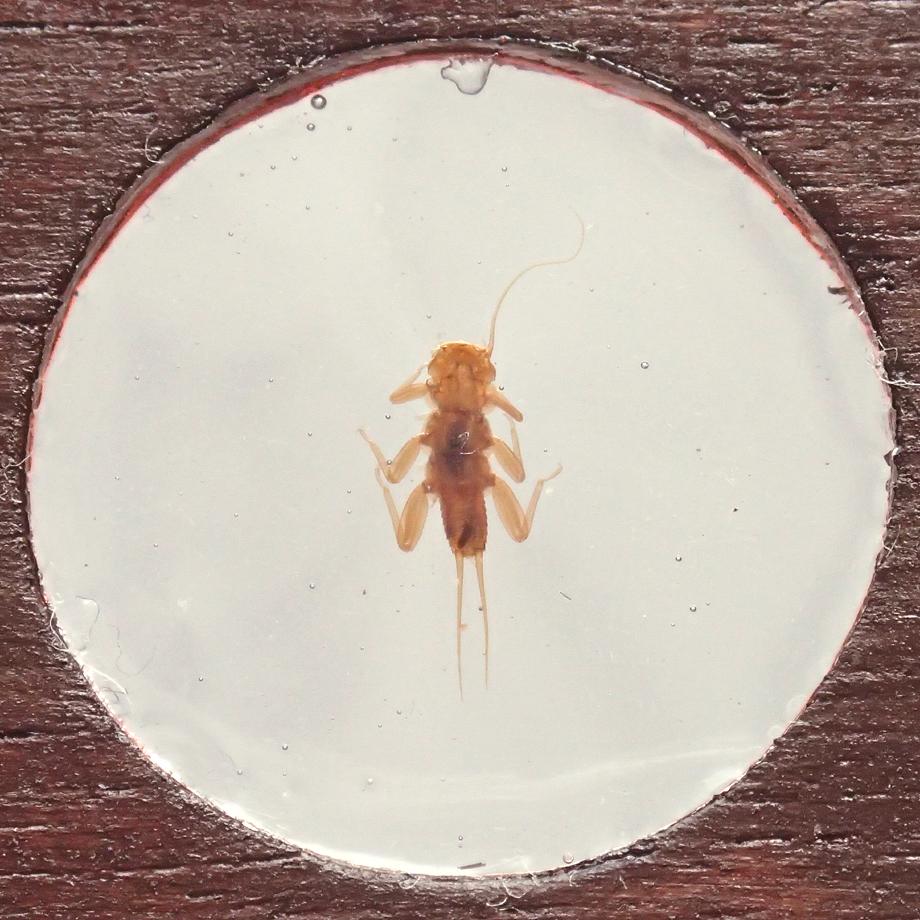 カワゲラ類樹脂封入標本プレパラート | 9枚目