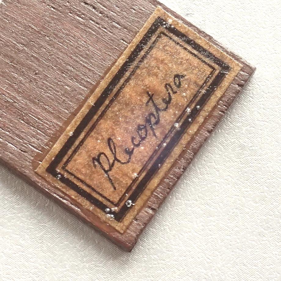 カワゲラ類樹脂封入標本プレパラート | 10枚目