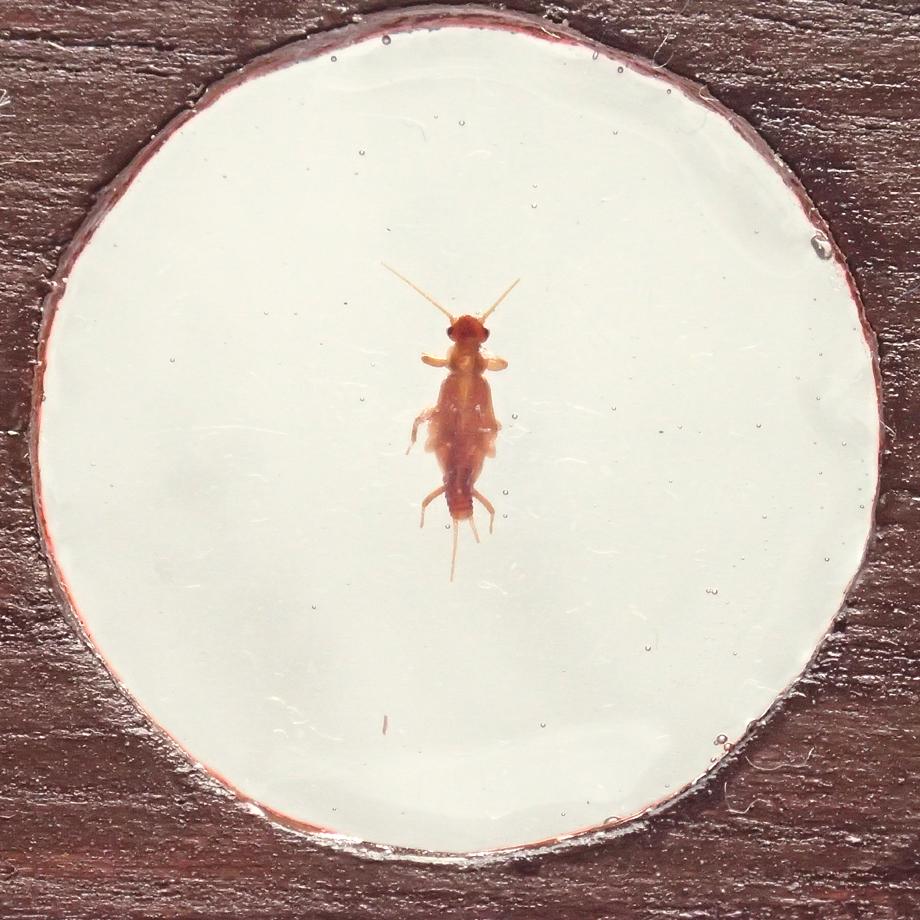 カワゲラ類樹脂封入標本プレパラート | 10枚目