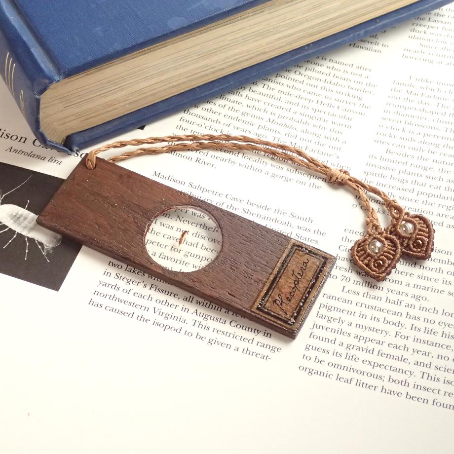 カワゲラ類樹脂封入標本プレパラート1枚目の画像