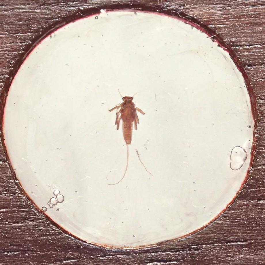 カゲロウ類樹脂封入標本プレパラート | 5枚目