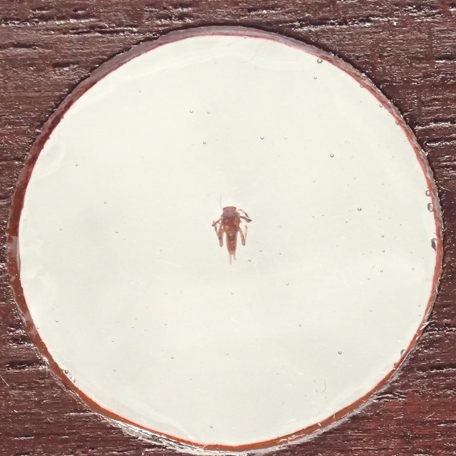 カゲロウ類樹脂封入標本プレパラート | 9枚目