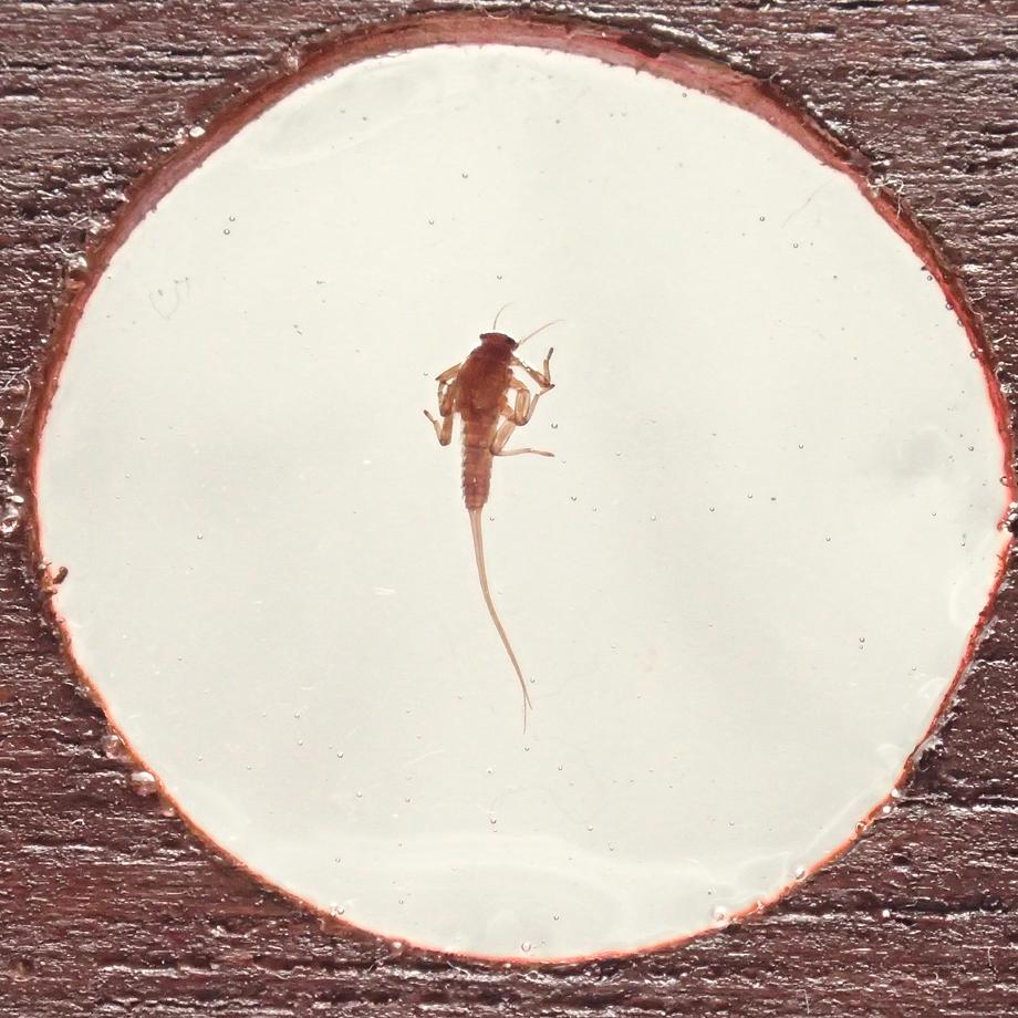 カゲロウ類樹脂封入標本プレパラート | 9枚目