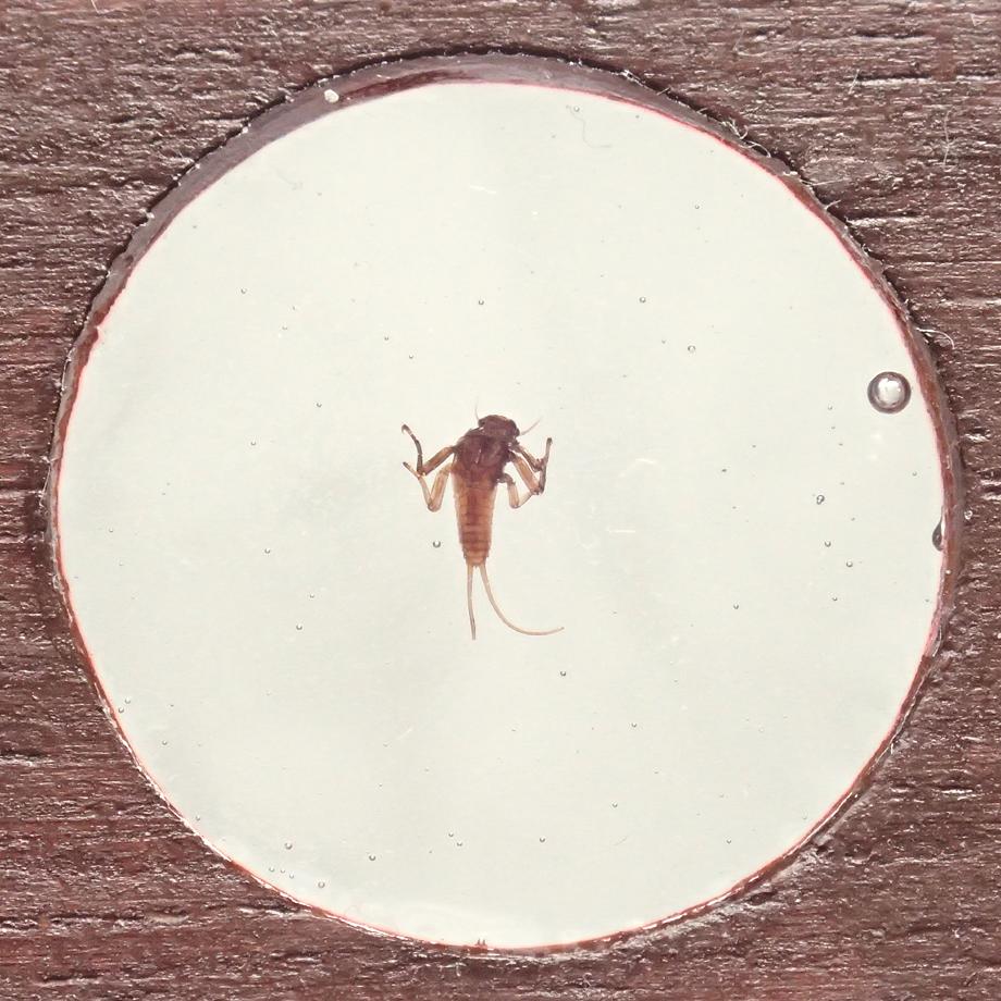 カゲロウ類樹脂封入標本プレパラート | 10枚目