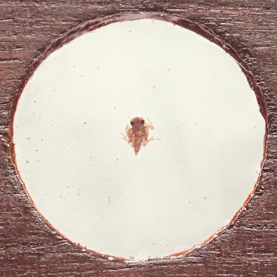 カゲロウ類樹脂封入標本プレパラート | 9枚目