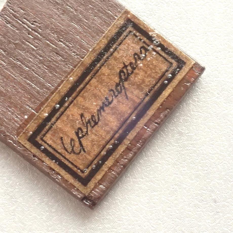 カゲロウ類樹脂封入標本プレパラート | 10枚目