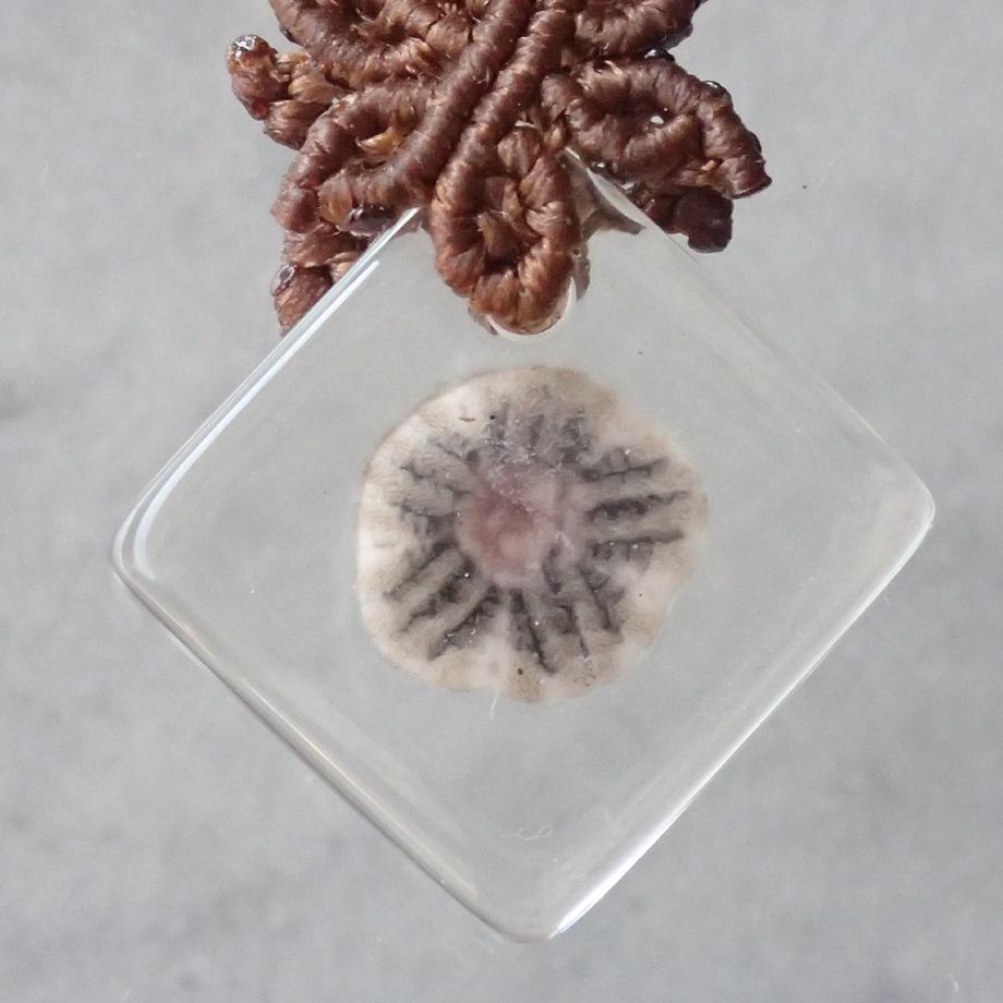 ハスノハカシパン樹脂封入標本ストラップ | 6枚目