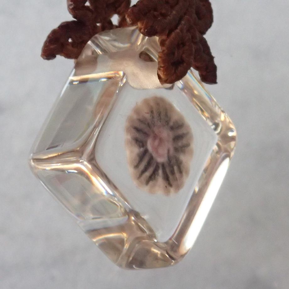 ハスノハカシパン樹脂封入標本ストラップ | 7枚目