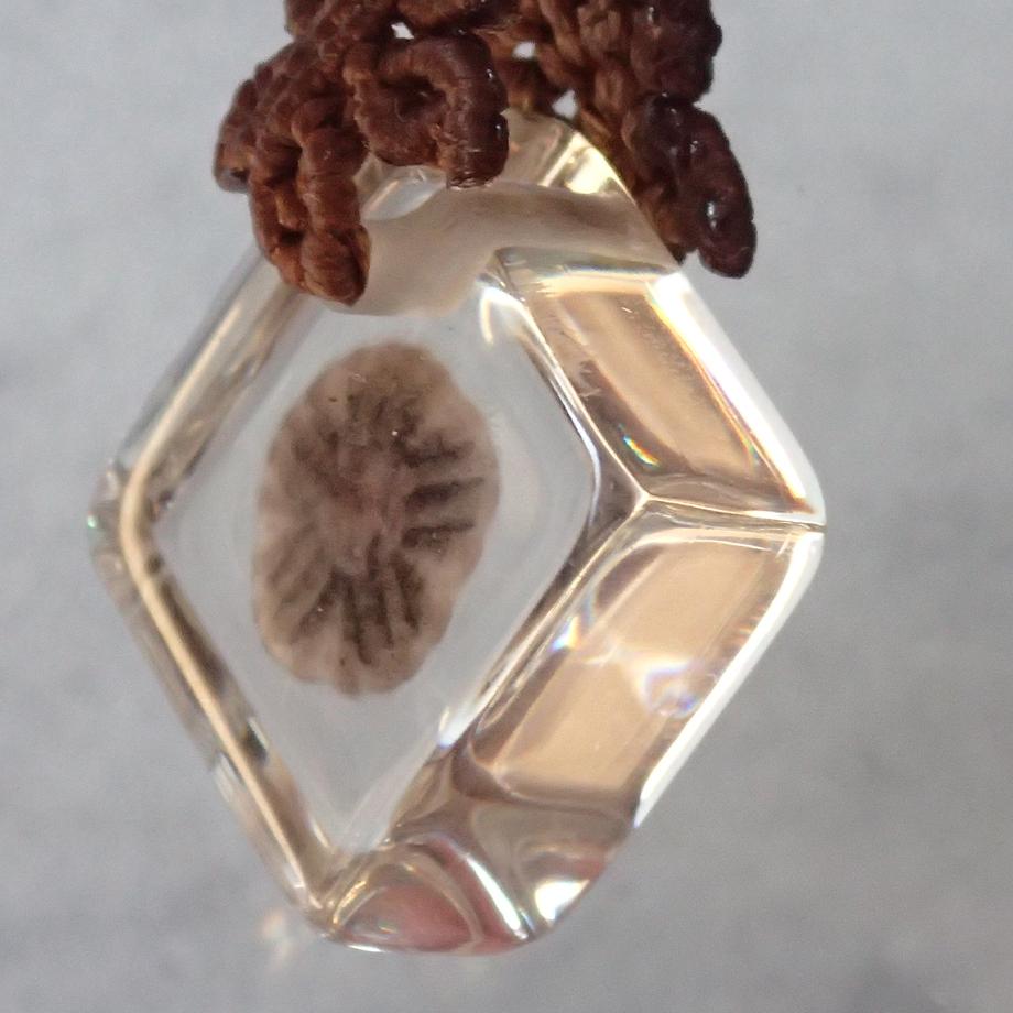 ハスノハカシパン樹脂封入標本ストラップ | 8枚目