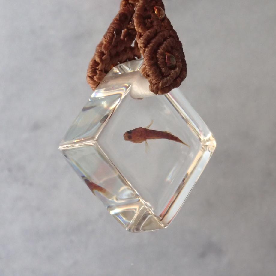 魚類樹脂封入標本ストラップ | 3枚目