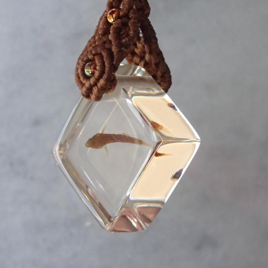 魚類樹脂封入標本ストラップ | 4枚目