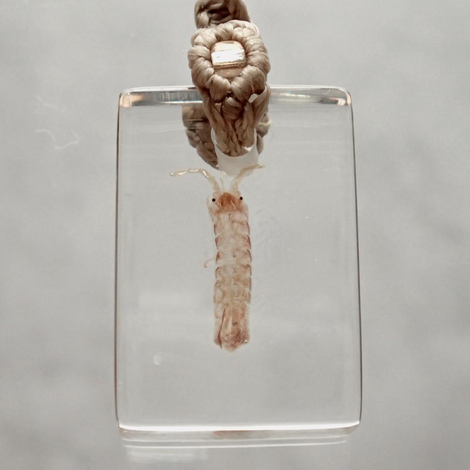 等脚類樹脂封入標本ストラップ | 6枚目