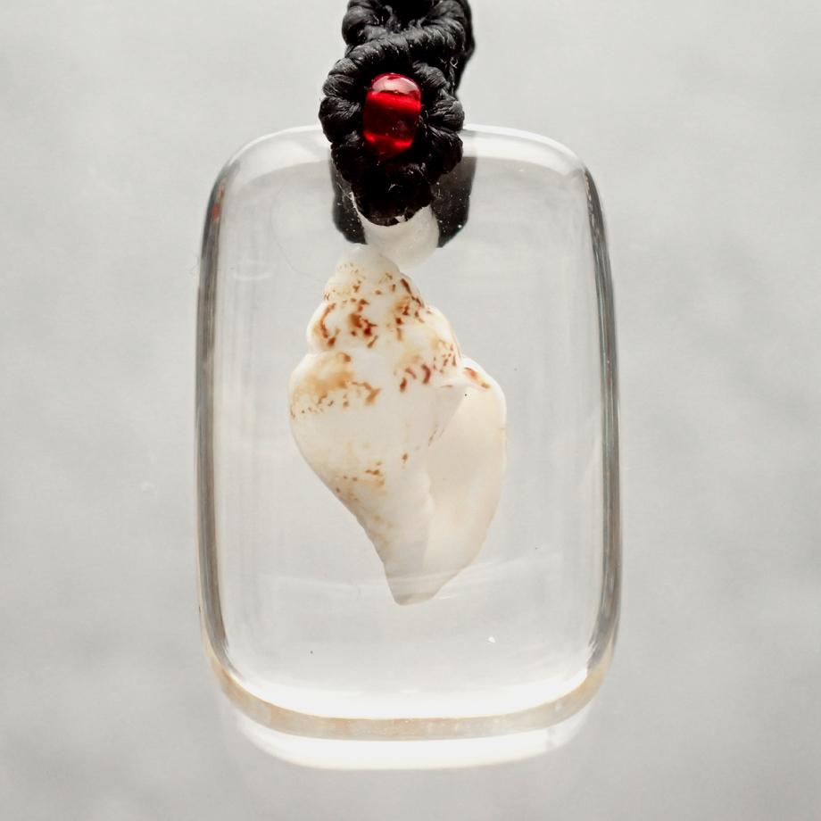 巻貝類樹脂封入標本ストラップ | 6枚目