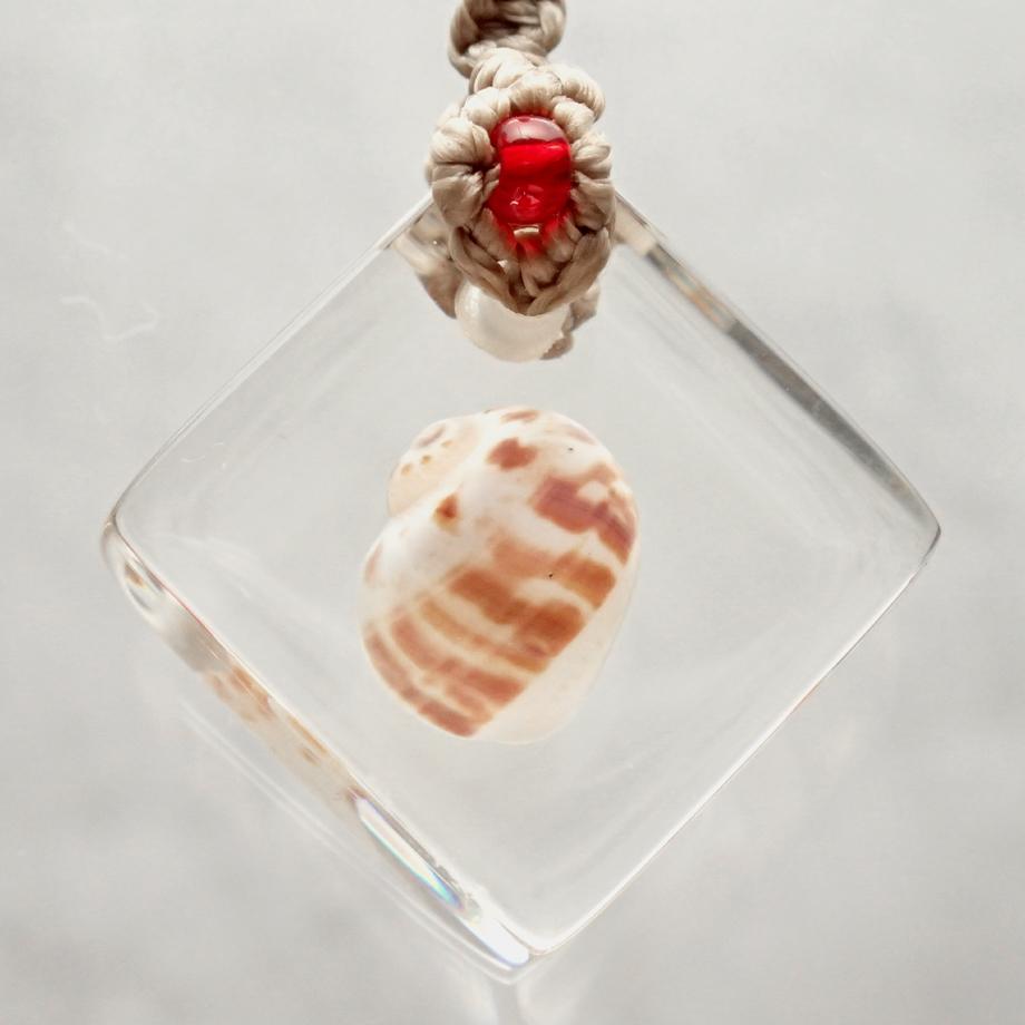 巻貝類樹脂封入標本ストラップ | 6枚目