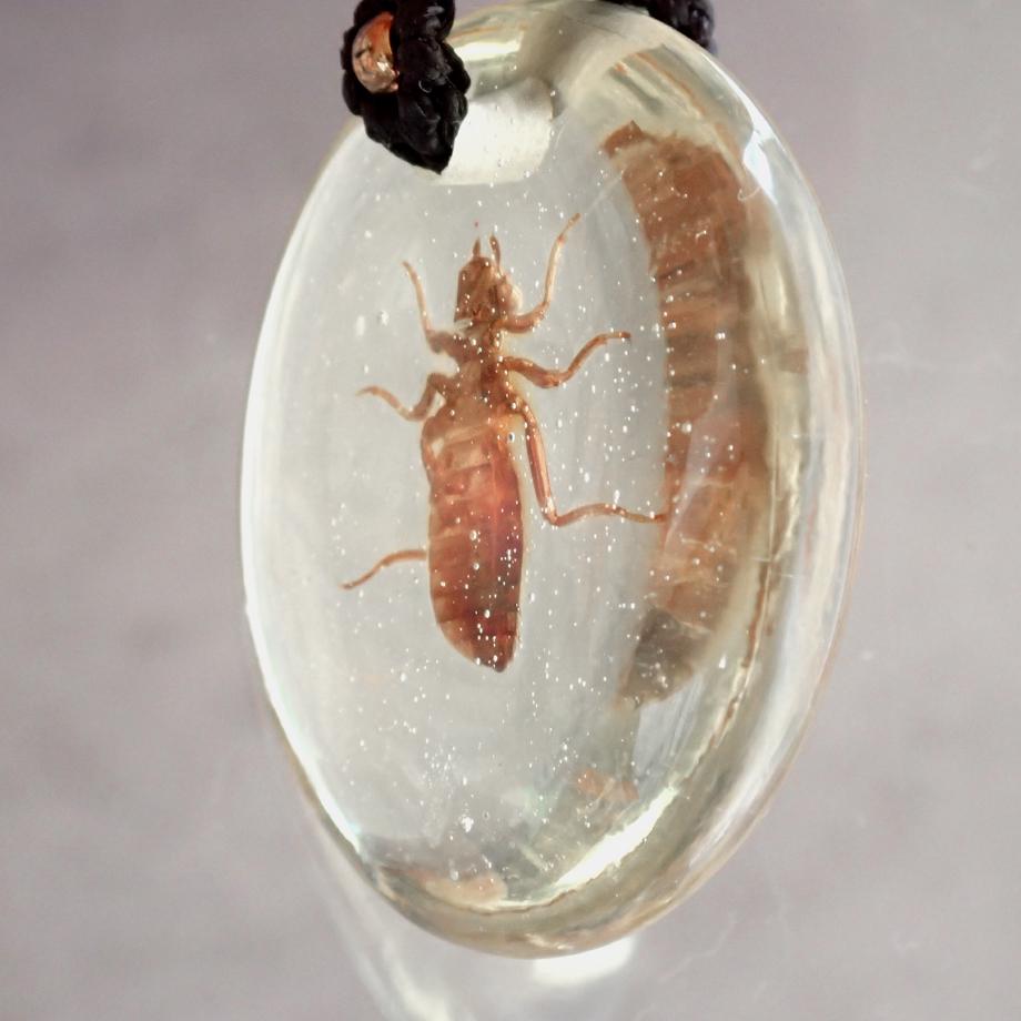 ヤゴ類樹脂封入標本ネックレス | 5枚目