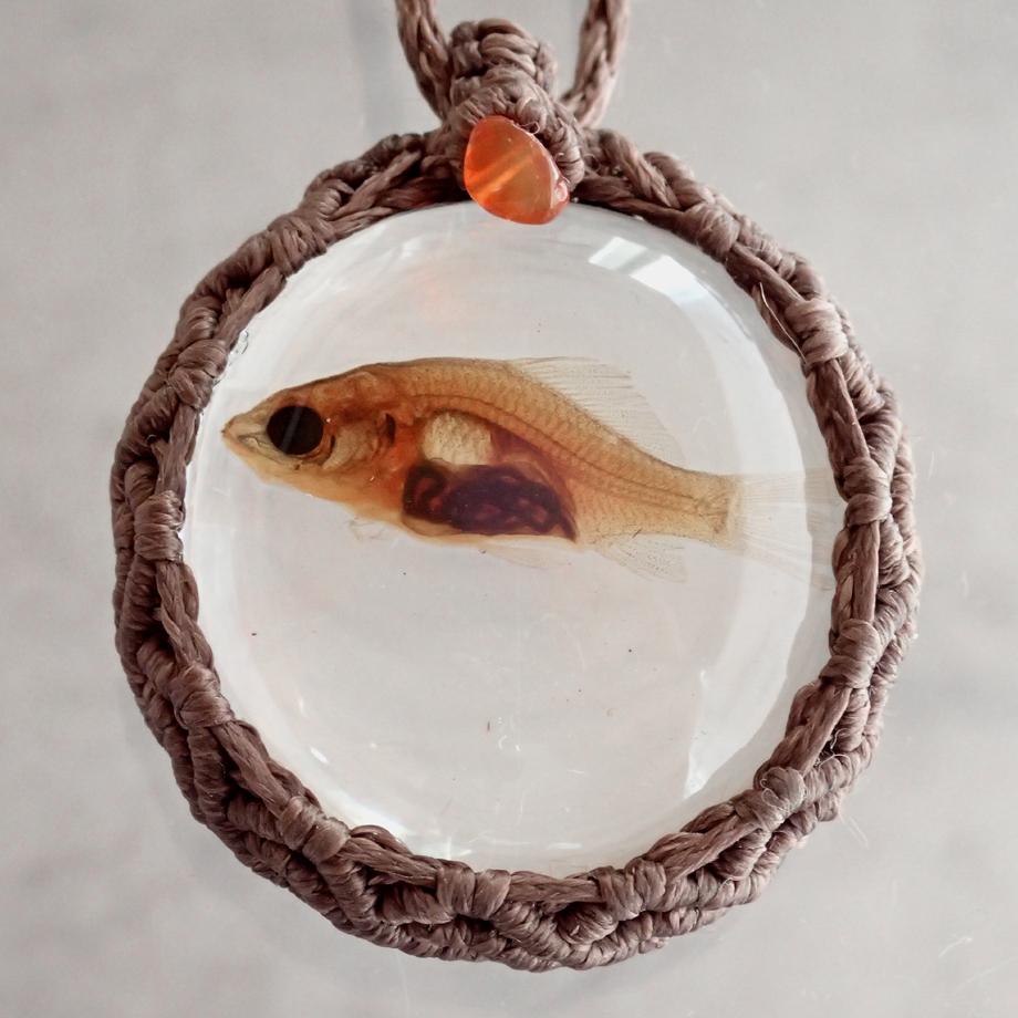 魚類樹脂封入標本ネックレス | 3枚目