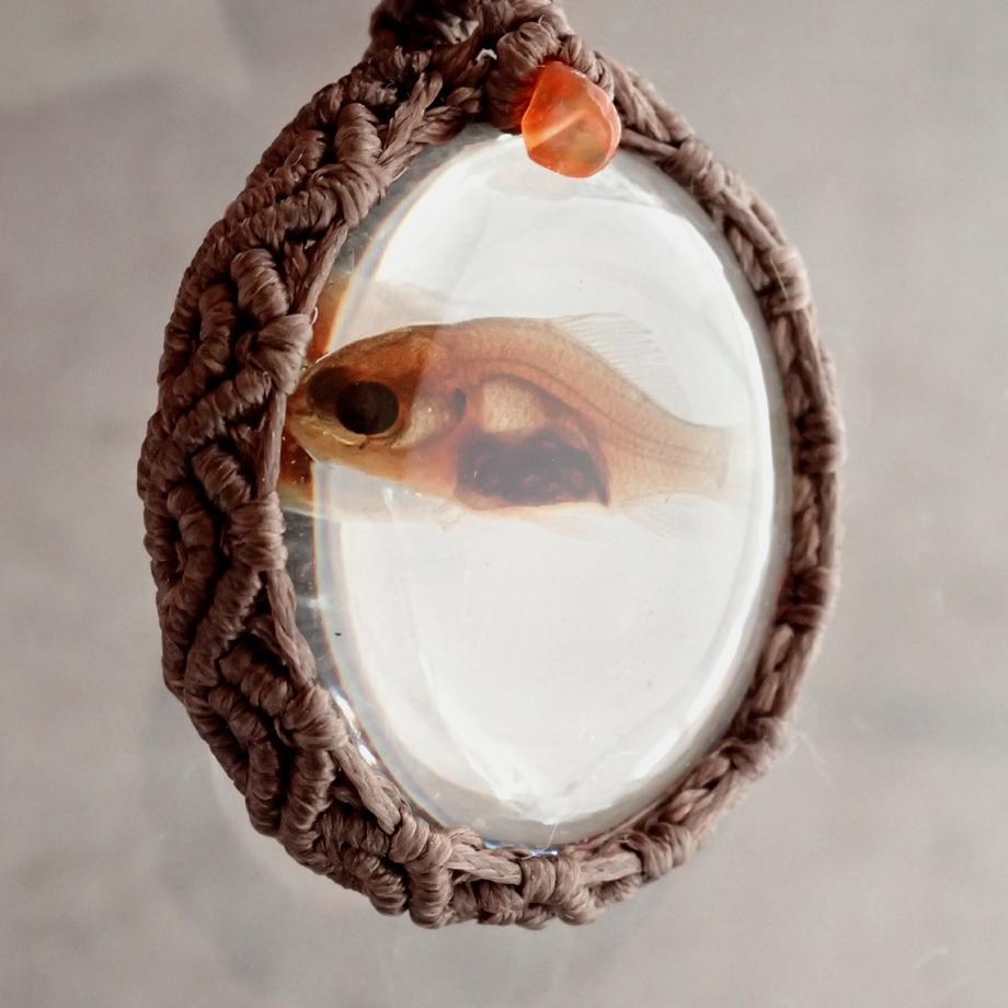 魚類樹脂封入標本ネックレス | 4枚目