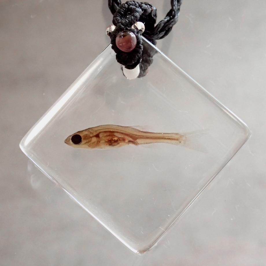魚類樹脂封入標本ネックレス | 7枚目