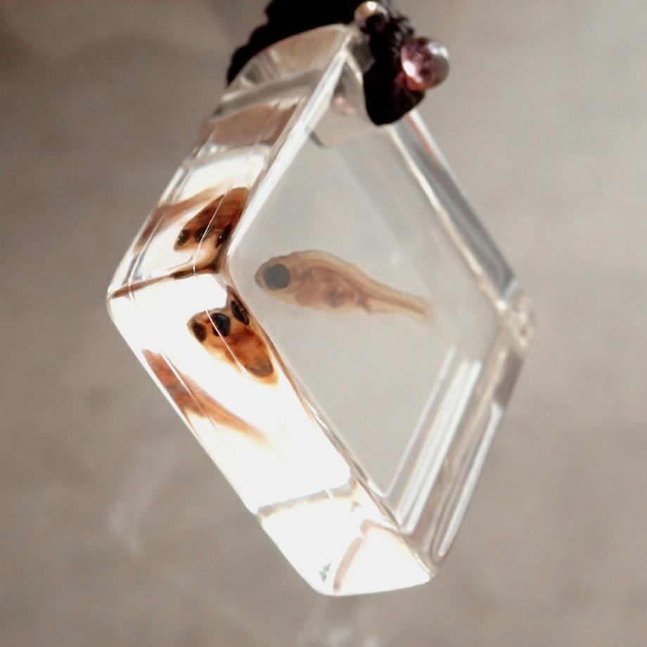 魚類樹脂封入標本ネックレス | 8枚目