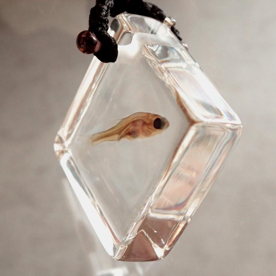 魚類樹脂封入標本ネックレス | 9枚目