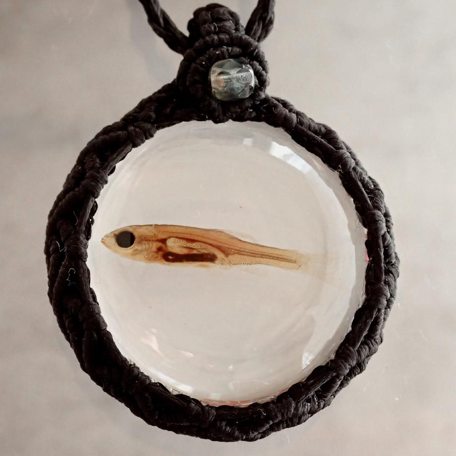 魚類樹脂封入標本ネックレス | 7枚目