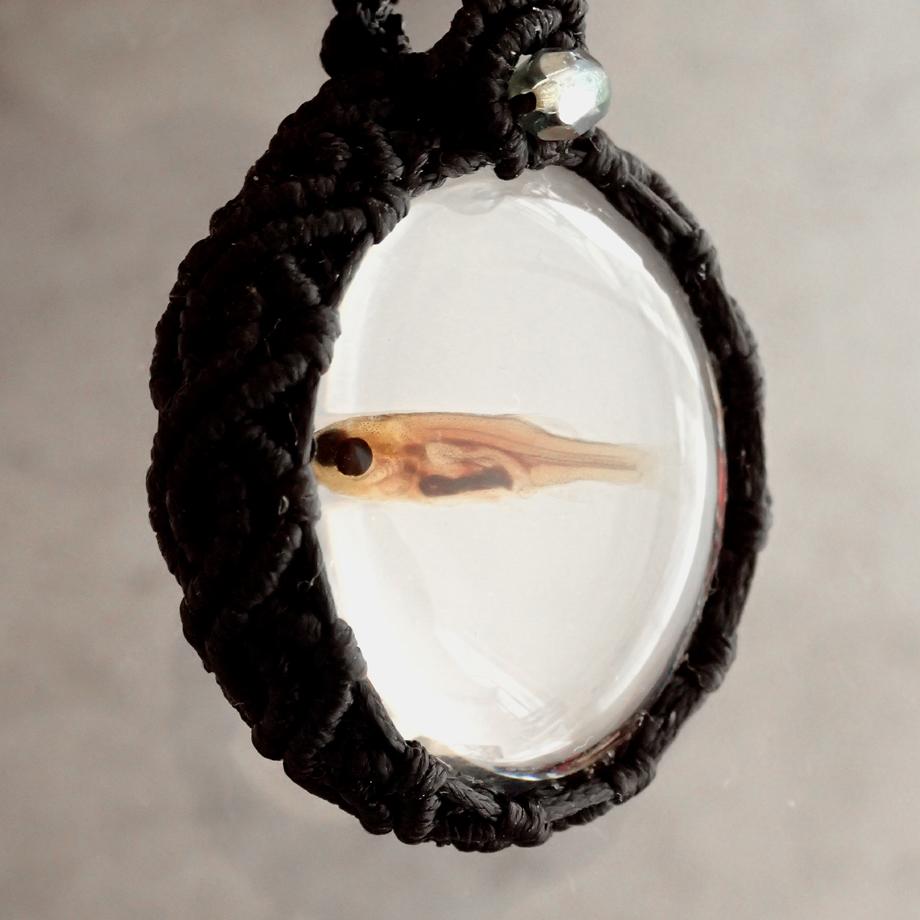 魚類樹脂封入標本ネックレス | 8枚目