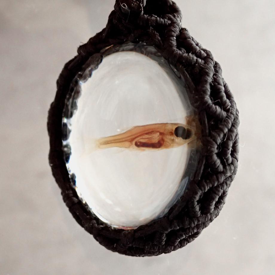 魚類樹脂封入標本ネックレス | 9枚目