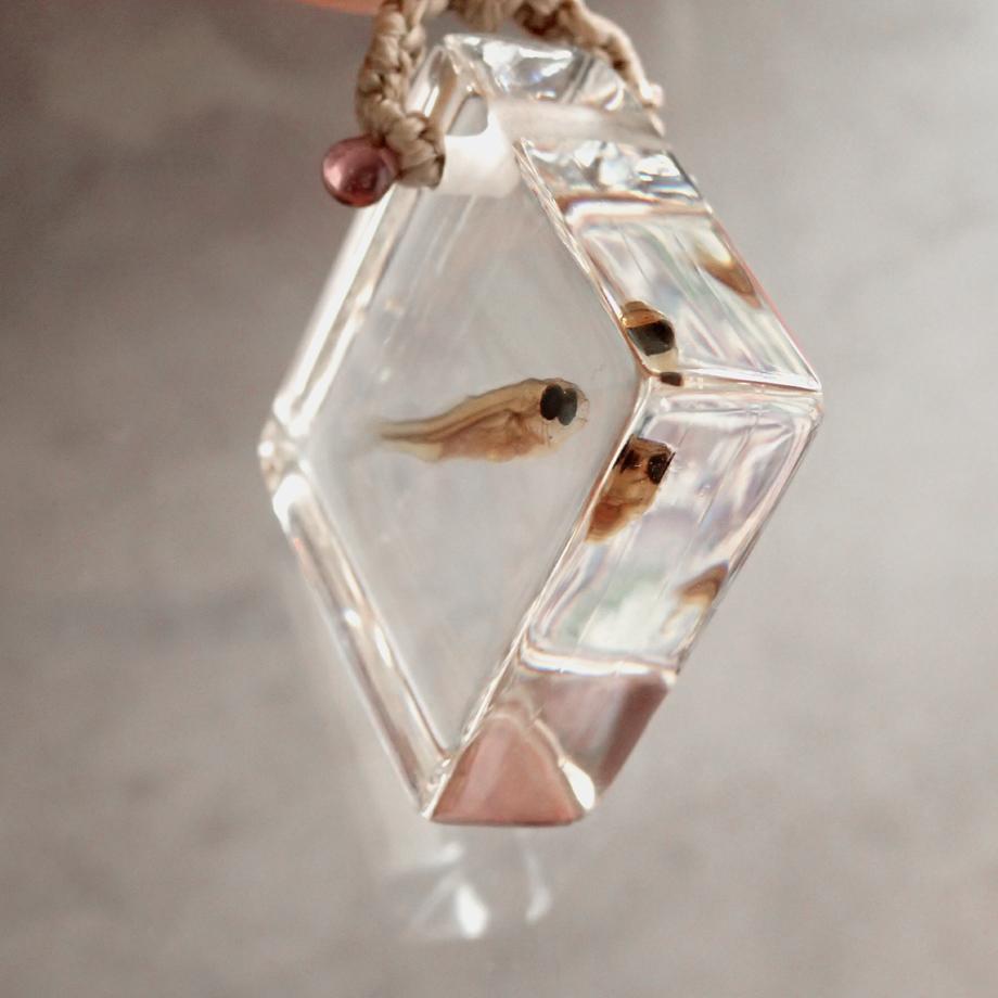 魚類樹脂封入標本ネックレス | 5枚目