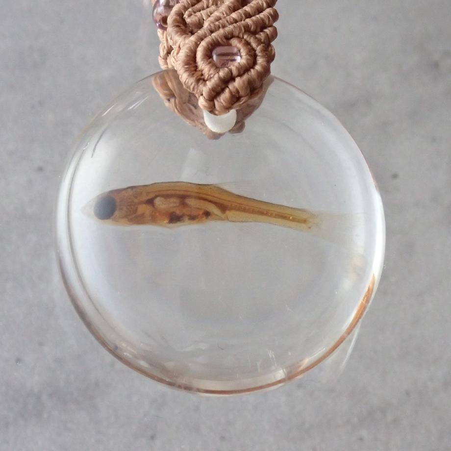魚類樹脂封入標本キーホルダー | 7枚目