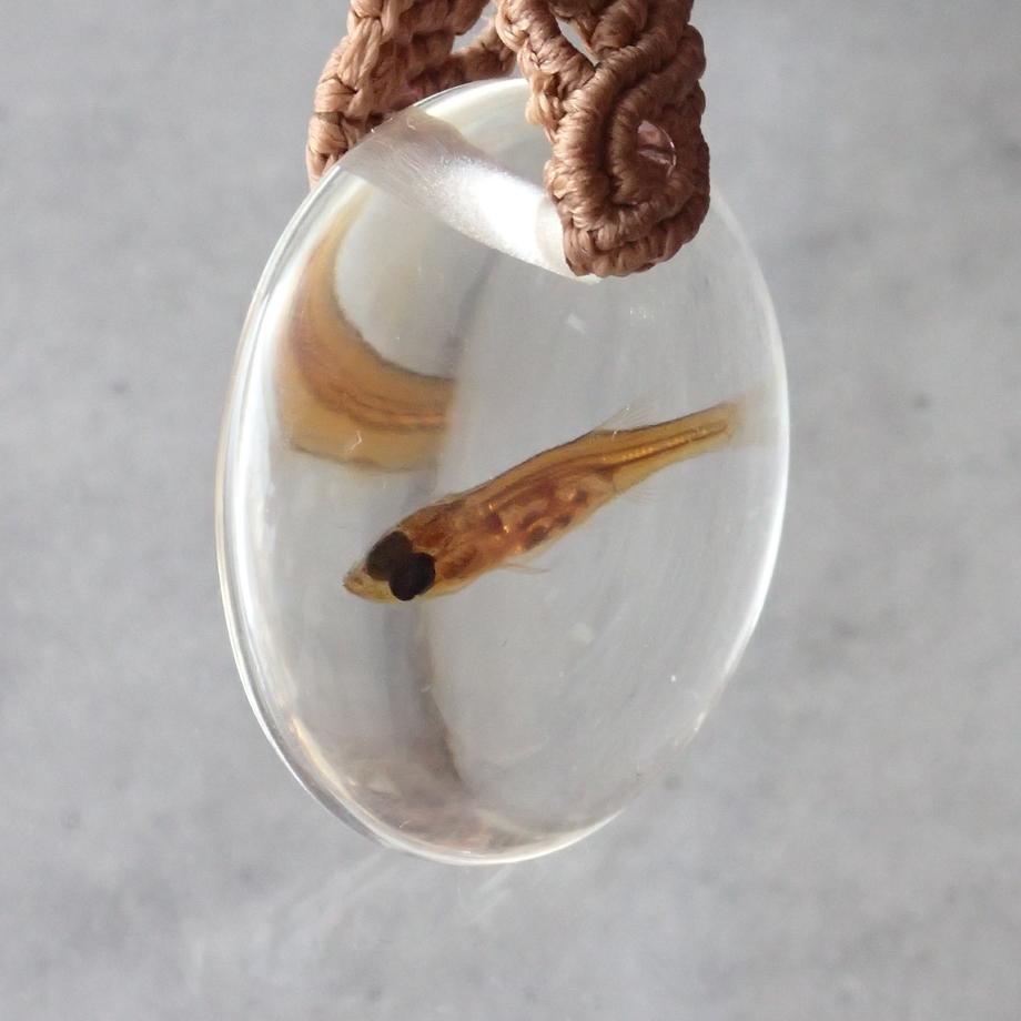 魚類樹脂封入標本キーホルダー | 8枚目