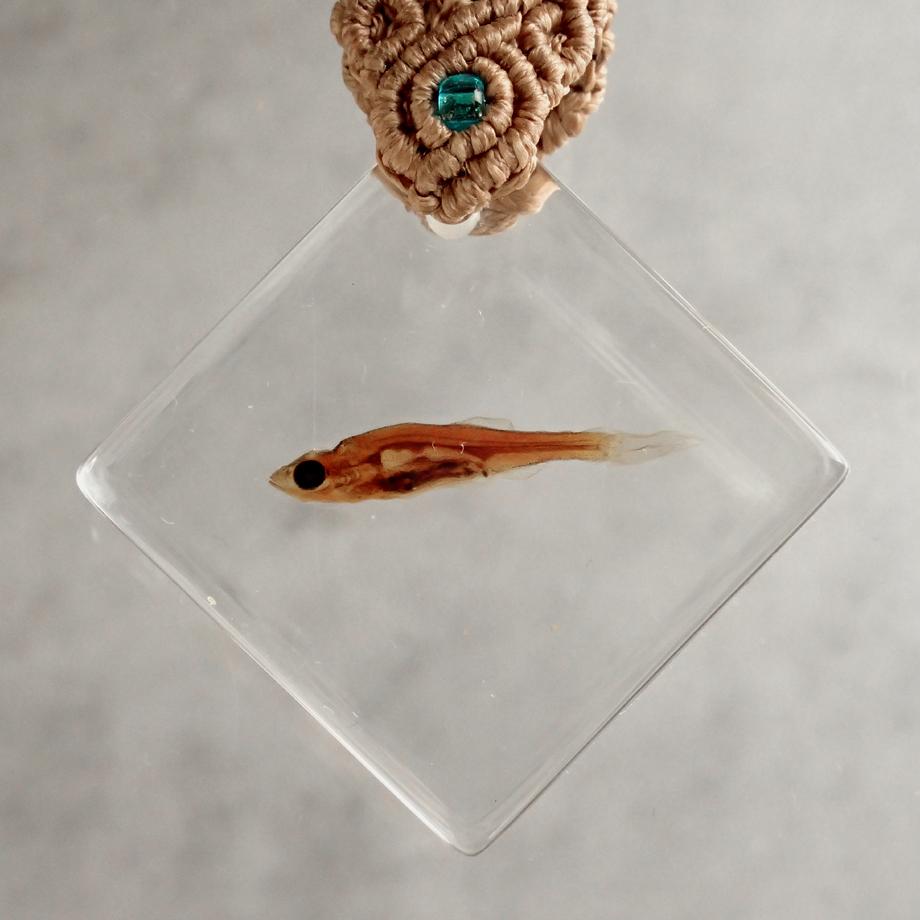 魚類樹脂封入標本キーホルダー | 2枚目