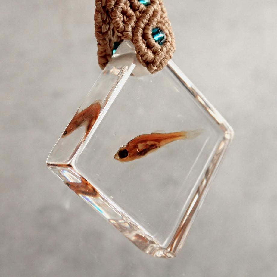 魚類樹脂封入標本キーホルダー | 3枚目