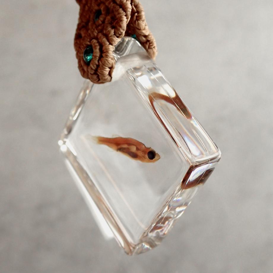 魚類樹脂封入標本キーホルダー | 4枚目