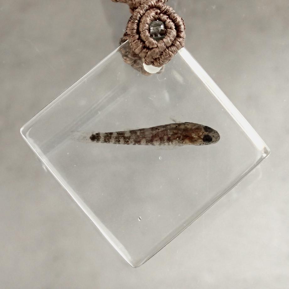 魚類樹脂封入標本キーホルダー | 2枚目