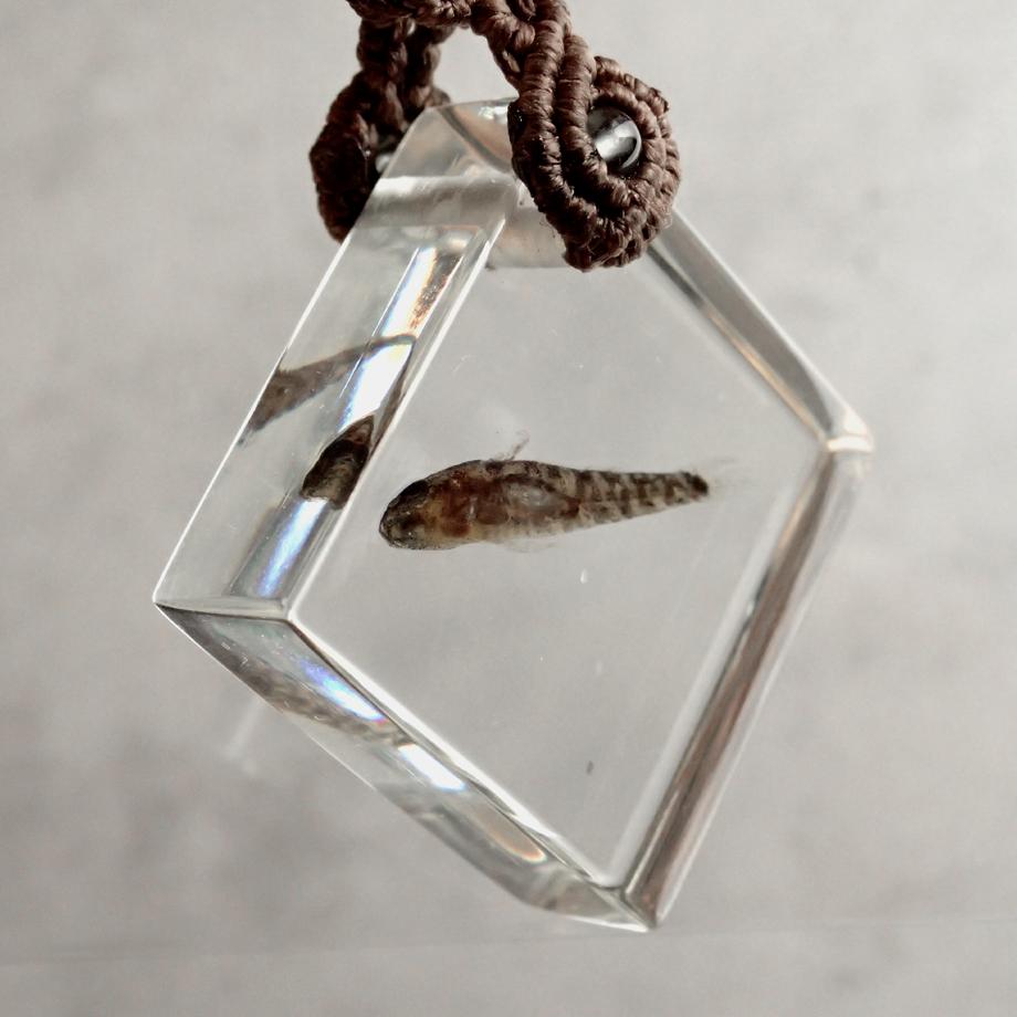 魚類樹脂封入標本キーホルダー | 3枚目