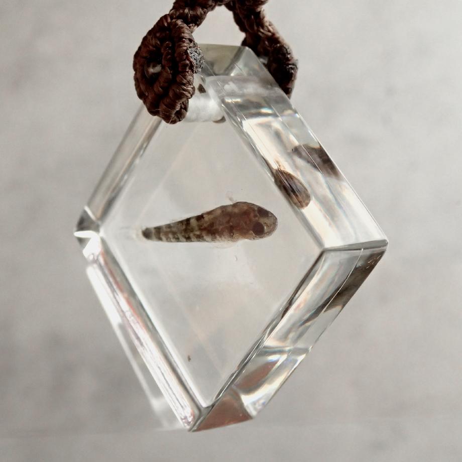 魚類樹脂封入標本キーホルダー | 4枚目