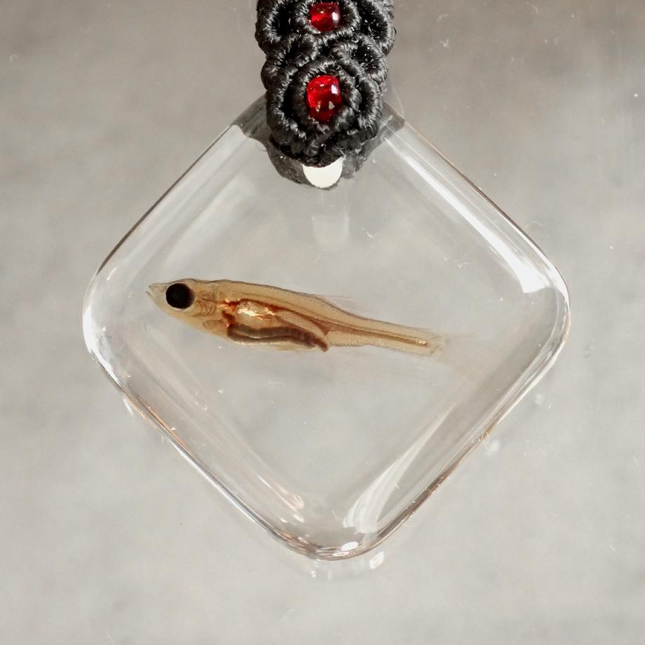 魚類樹脂封入標本キーホルダー | 2枚目