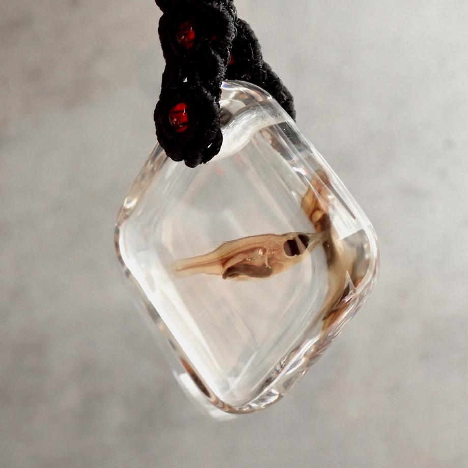 魚類樹脂封入標本キーホルダー | 4枚目