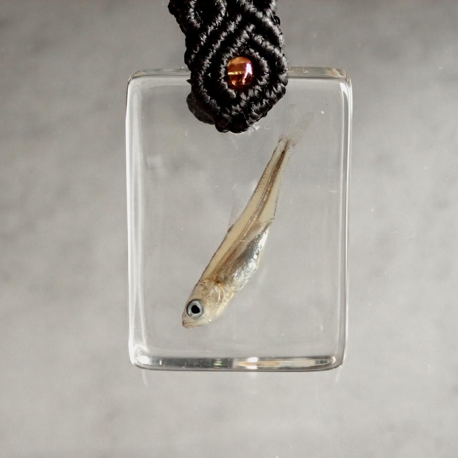 魚類樹脂封入標本キーホルダー | 2枚目