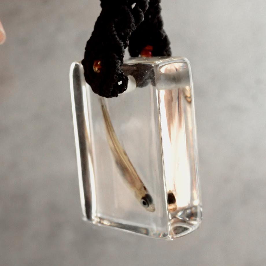 魚類樹脂封入標本キーホルダー | 4枚目