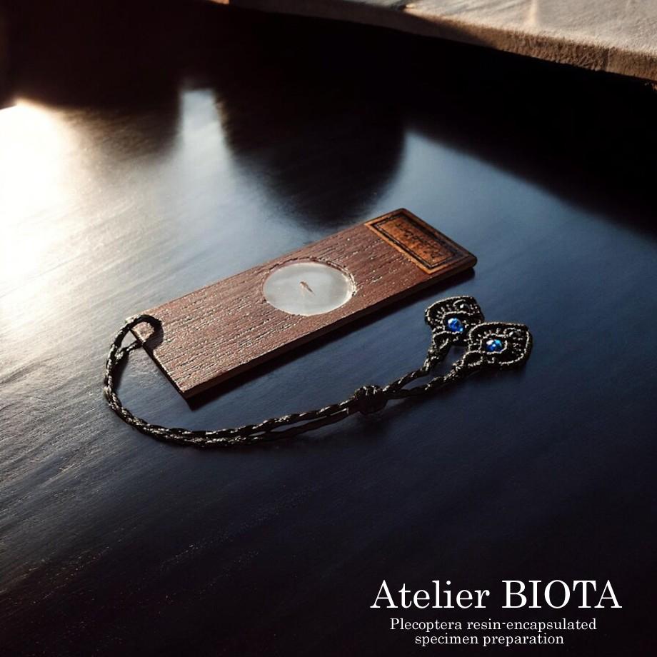 カワゲラ類樹脂封入標本プレパラート1枚目の画像