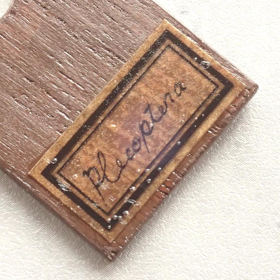 カワゲラ類樹脂封入標本プレパラート | 10枚目