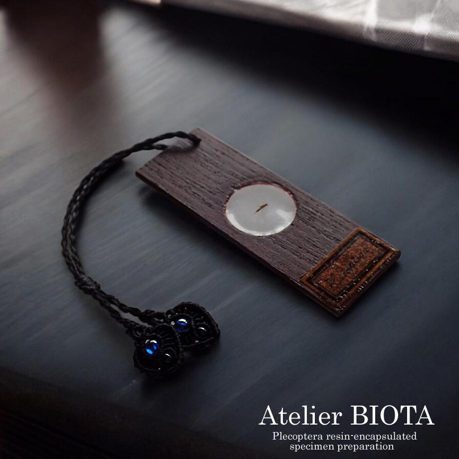 カワゲラ類樹脂封入標本プレパラート | 2枚目