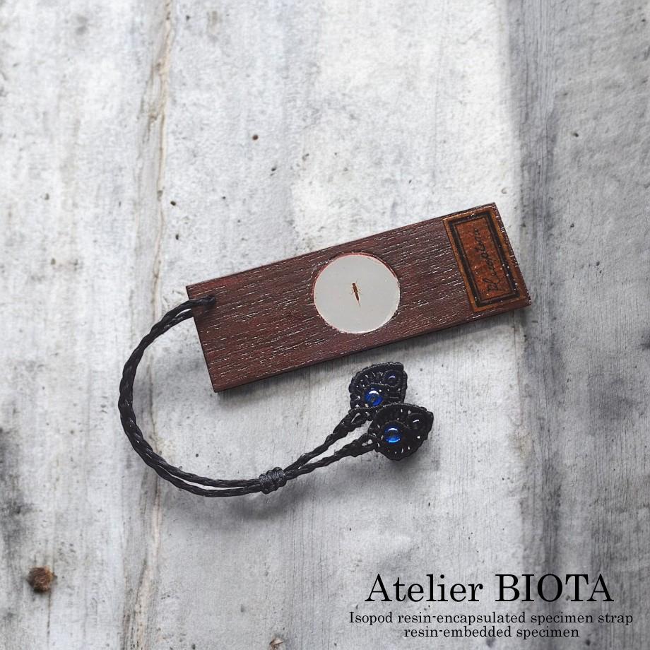 カワゲラ類樹脂封入標本プレパラート | 3枚目