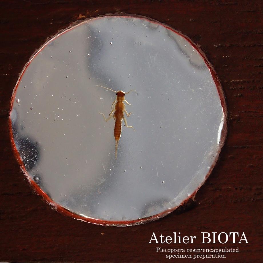 カワゲラ類樹脂封入標本プレパラート | 4枚目