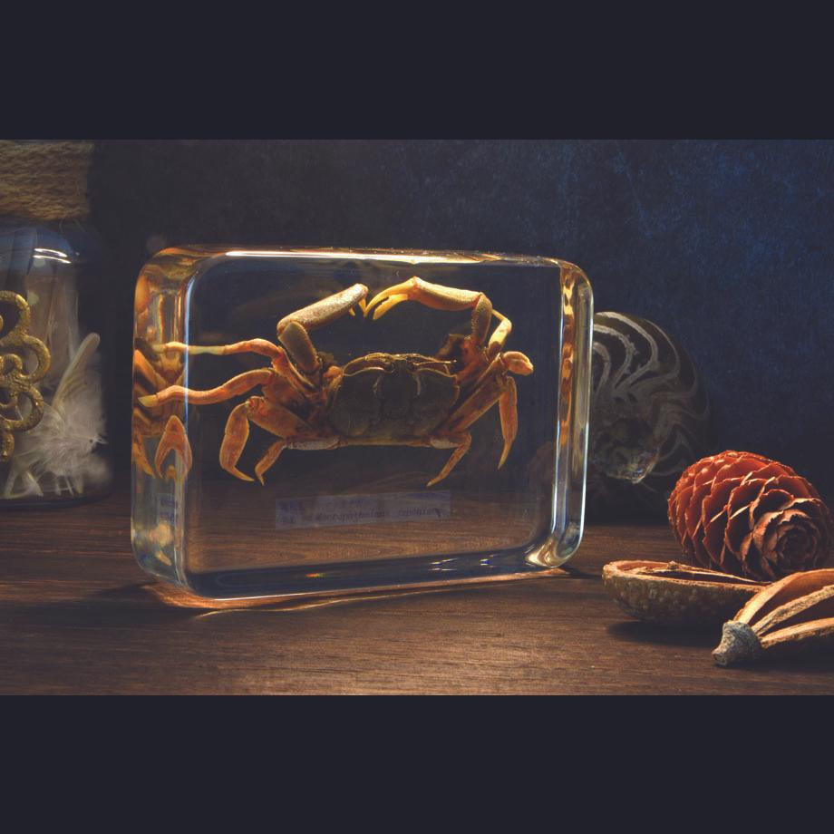 ヤマトオサガニ樹脂封入標本 3L (木製標本箱入り) | 18枚目