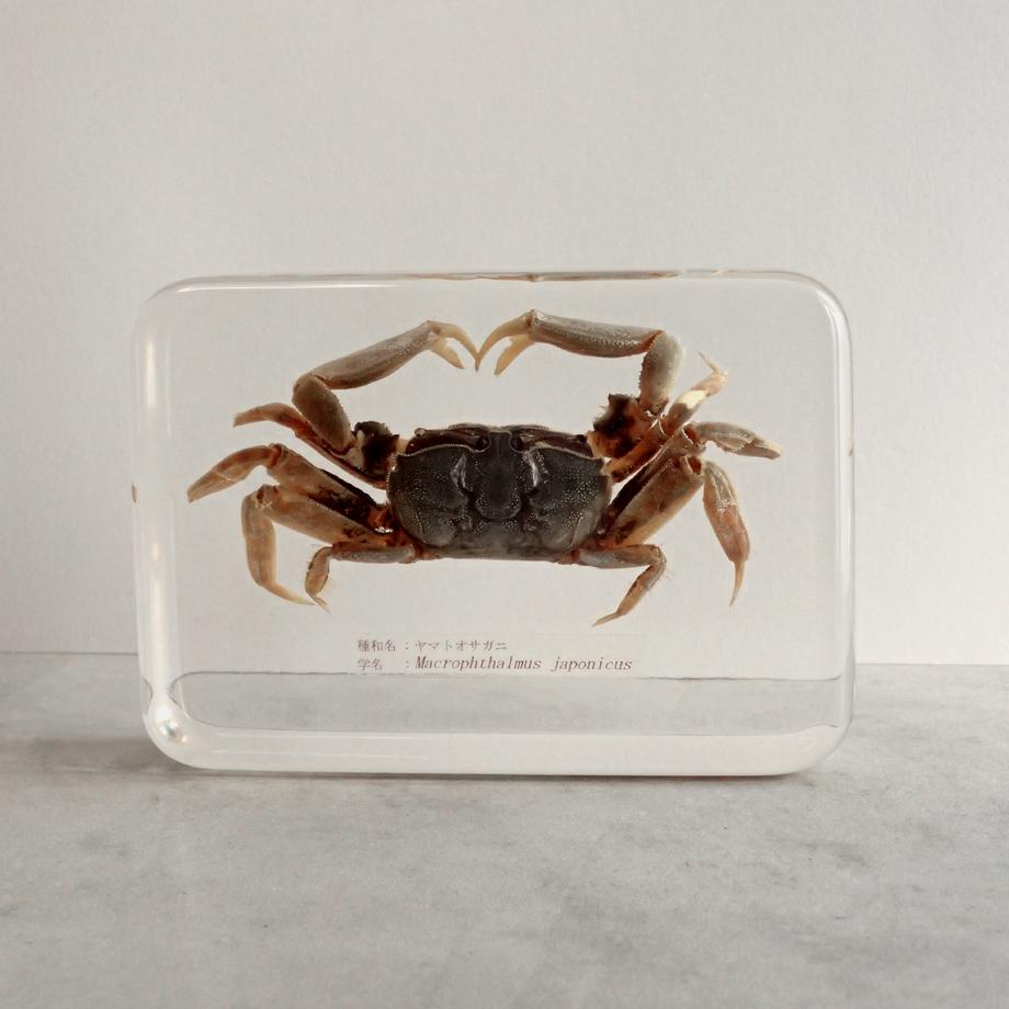 ヤマトオサガニ樹脂封入標本 3L (木製標本箱入り) | 5枚目