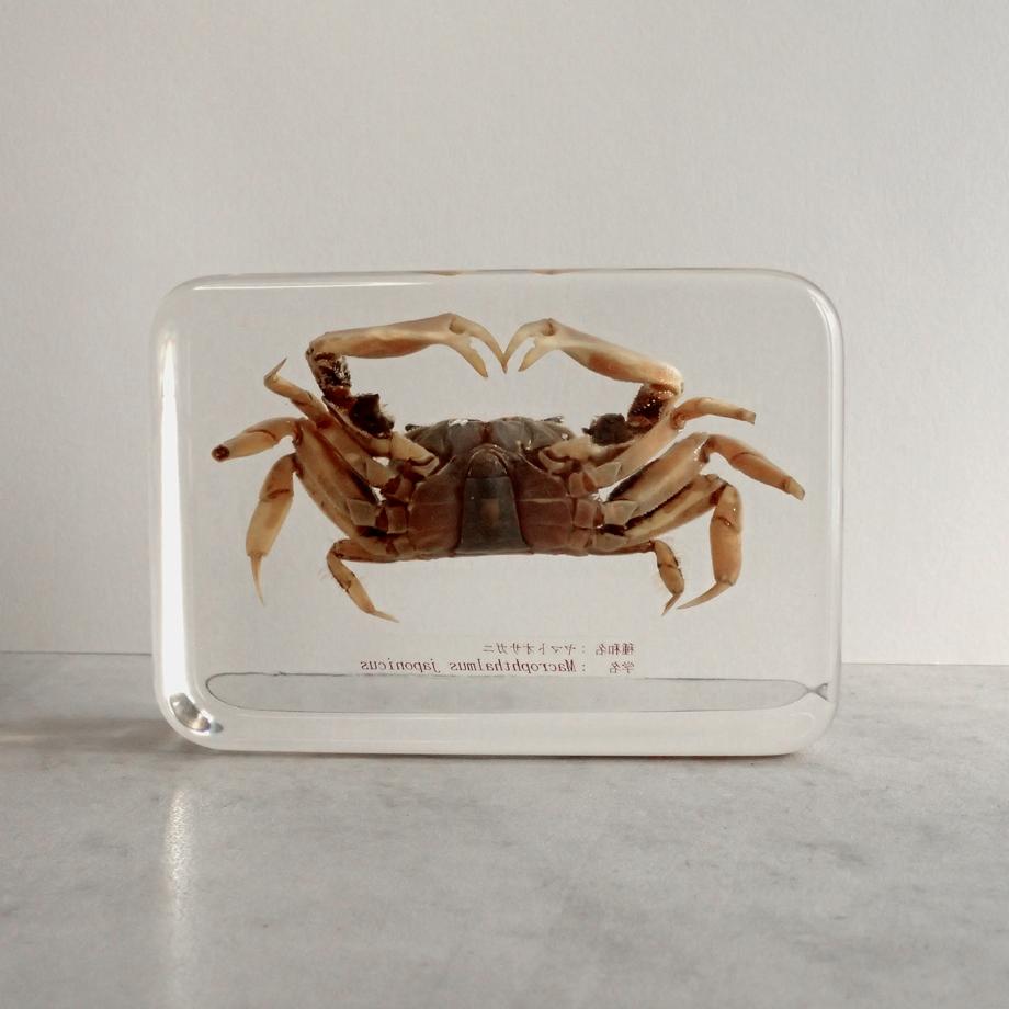ヤマトオサガニ樹脂封入標本 3L (木製標本箱入り) | 6枚目
