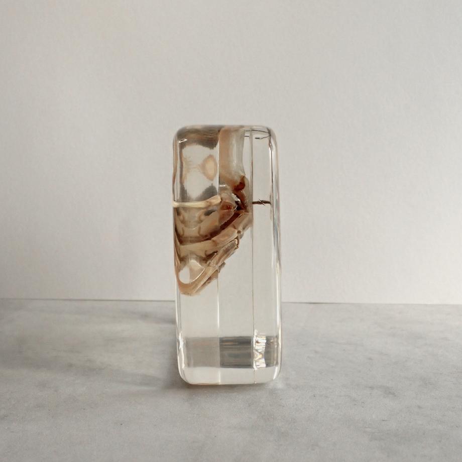 ヤマトオサガニ樹脂封入標本 3L (木製標本箱入り) | 7枚目