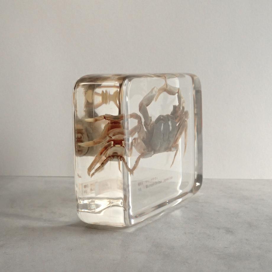 ヤマトオサガニ樹脂封入標本 3L (木製標本箱入り) | 8枚目